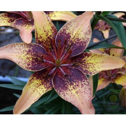 Лилия Трайбл Дэнс