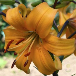 Лилия Перл Джастин