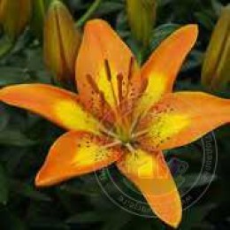 Лилия Фантазиатик Спарк