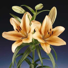 Лилия Боллрум