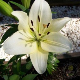 Лилия Геррит Залм / Треббиано