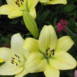 Лилия Геррит Залм / Треббиано