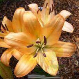 Лилия Глоуб