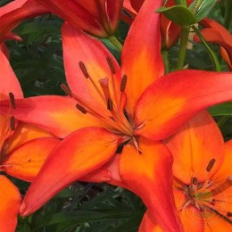 Лилия Фиамма