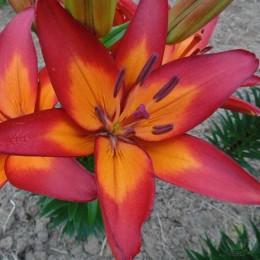 Лилия Фиамма