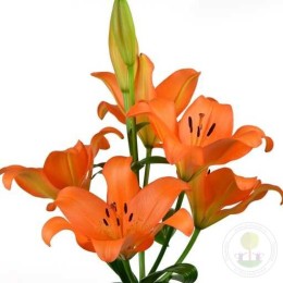 Лилия Хайд Парк