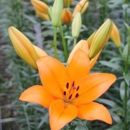 Лилия Хайд Парк