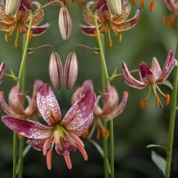 Лилия Альберта Монинг