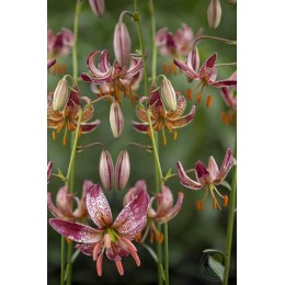 Лилия Альберта Монинг