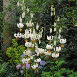 Лилия Сноу Морнинг