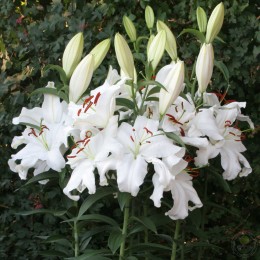 Лилия Сноу Маунтин