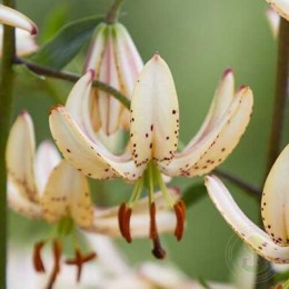 Лилия Альби Монинг