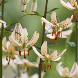 Лилия Альби Монинг