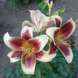 Лилия Матисс ОТ-Гибрид