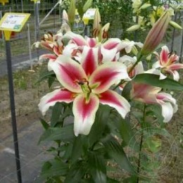 Лилия Кэнди Клаб ОТ-Гибрид