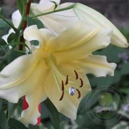 Лилия Биг Бразер