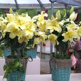 Лилия Биг Бразер