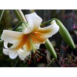 Лилия Мистер Кас