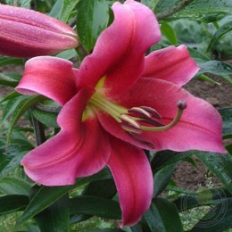 Лилия Амаросси