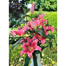 Лилия Амаросси