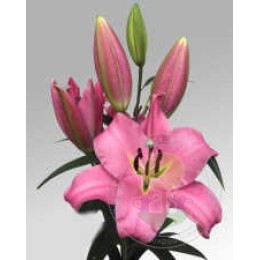 Лилия Грейсфул