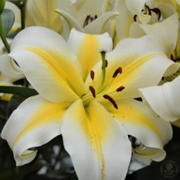 Лилия Бадлайт