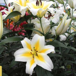 Лилия Бадлайт