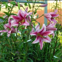 Лилия Пёрпл Кинг