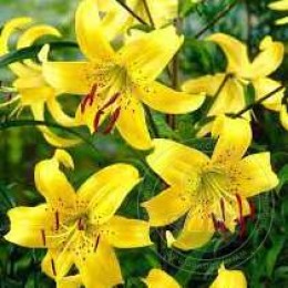 Лилия Йеллоу Тайгер