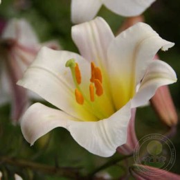 Лилия Регале