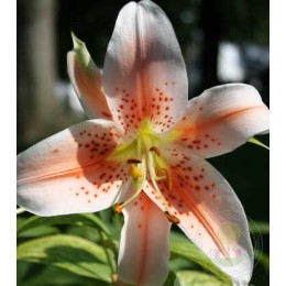 Лилия Салмон Пати