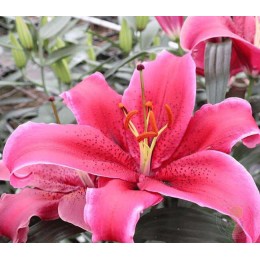 Лилия Лав Леттер