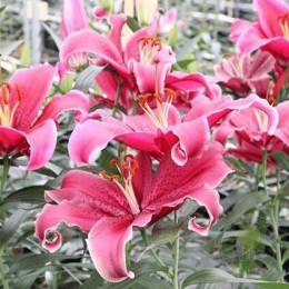 Лилия Лав Леттер