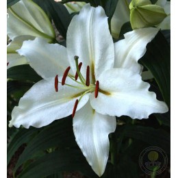 Лилия Пуресс