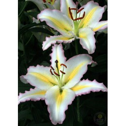 Лилия Примроуз Хилл