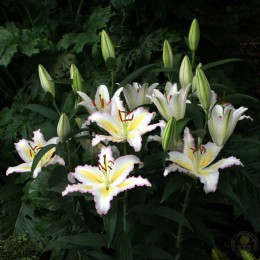 Лилия Примроуз Хилл