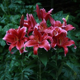 Лилия Ред Флеш