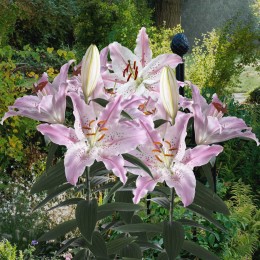 Лилия Виртуозо