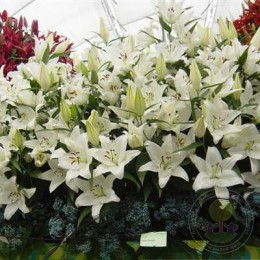 Лилия Нова Зембла