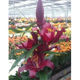 Лилия Бомбастик