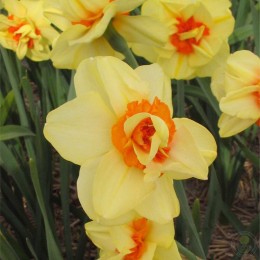 Нарцисс Дабл Фэшн