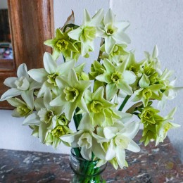 Нарцисс Полар Хантер