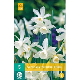 Нарцисс трёхтычинковый Талия