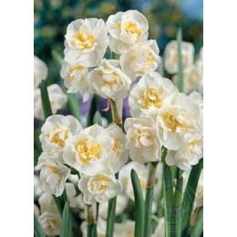 Нарцисс Брайдал Краун