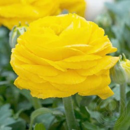 Ранункулюс Жёлтый