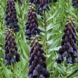 Фритиллярия / Рябчик персидская Адияман