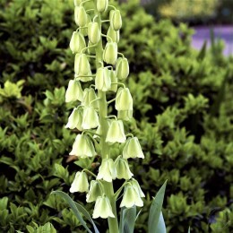 Фритиллярия / рябчик персидский Альба