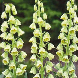 Фритиллярия / Рябчик персидский Айвори Беллз