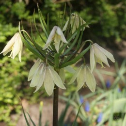 Фритиллярия / Рябчик Радде