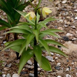 Фритиллярия / Рябчик Радде